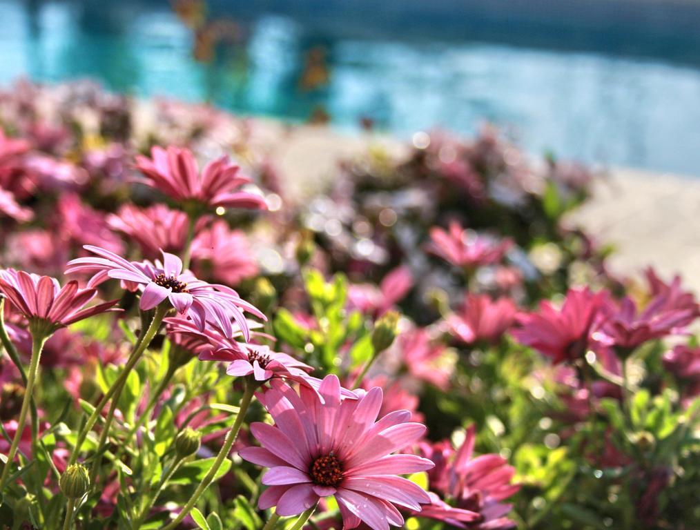 Вилла Paradise *